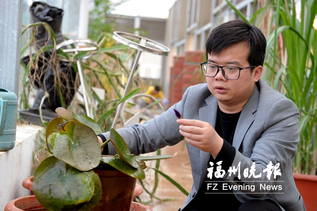 福州教授“看”睡莲　“看破”基因密码