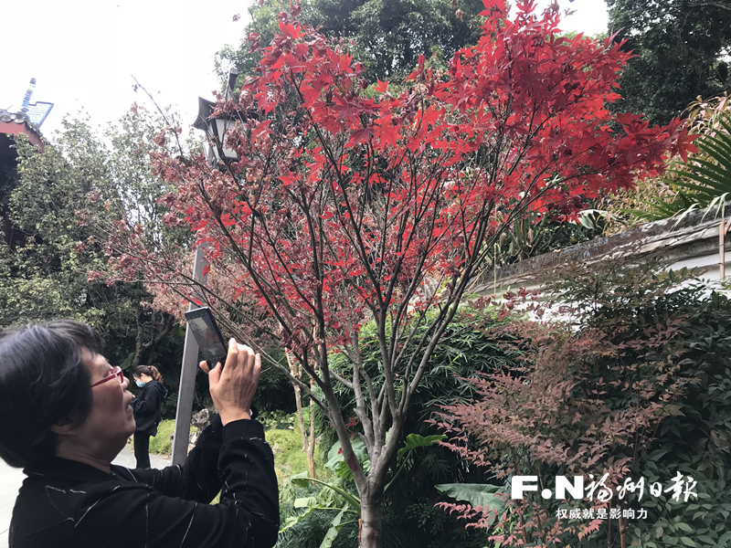 福州：枫叶红 暖寒冬