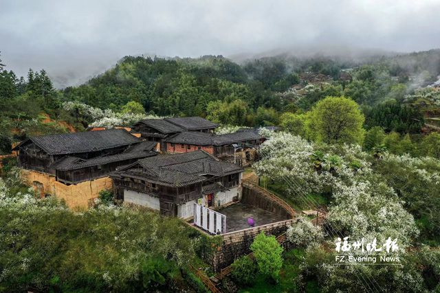 春日“雪景”叹为观“枳” 闽侯盘岭村1200多亩枳壳树开花