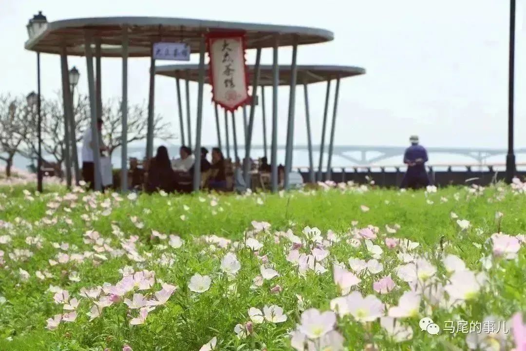 粉色浪漫！马尾东江滨公园5000平方米月见草进入观赏期