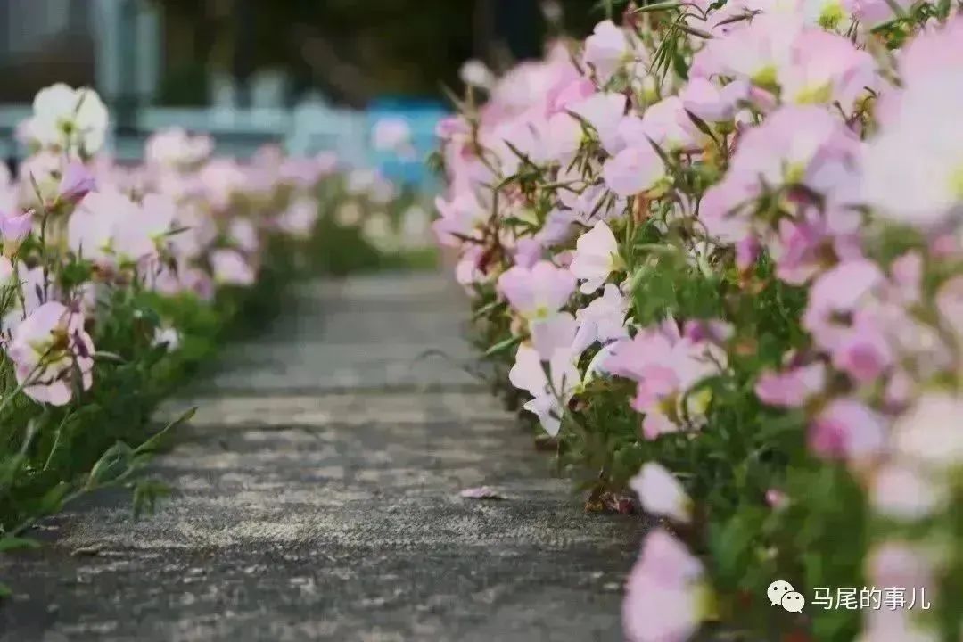 粉色浪漫！马尾东江滨公园5000平方米月见草进入观赏期