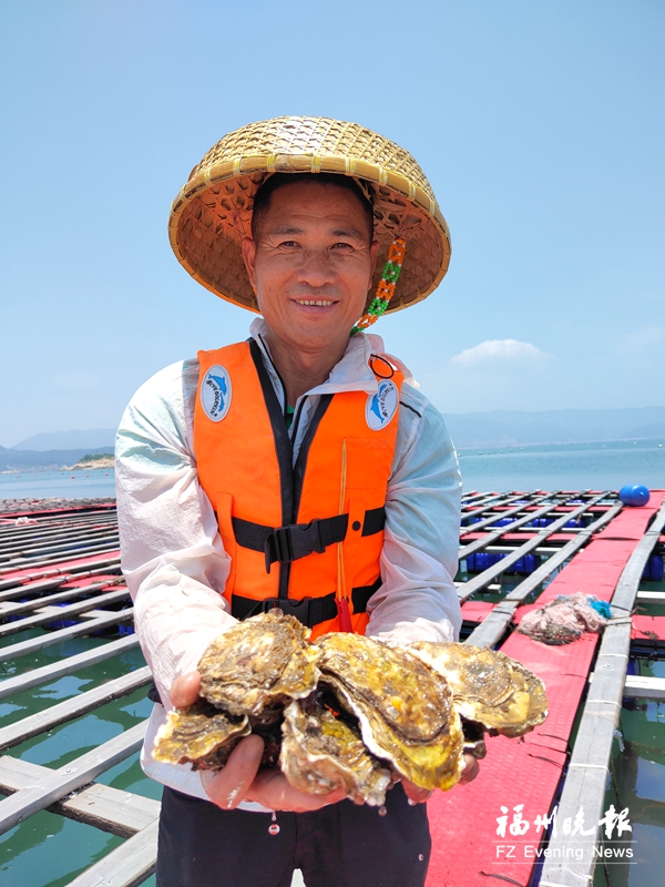 连江蚝产业长成好产业 三倍体牡蛎大丰收