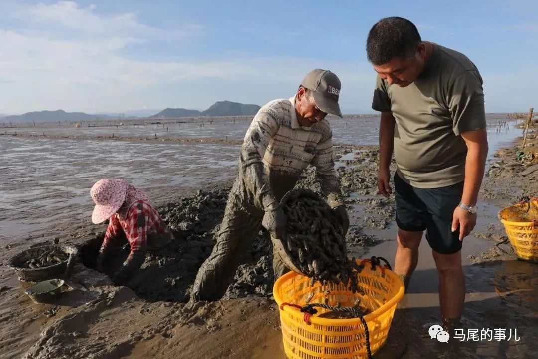 马尾琅岐海蛏开始采收 挑嘴的你准备好了吗？