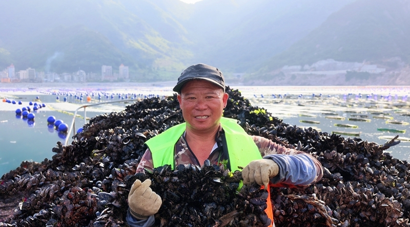 连江“海上牧场”喜讯连连 淡菜白蚝花蛤进入丰收季