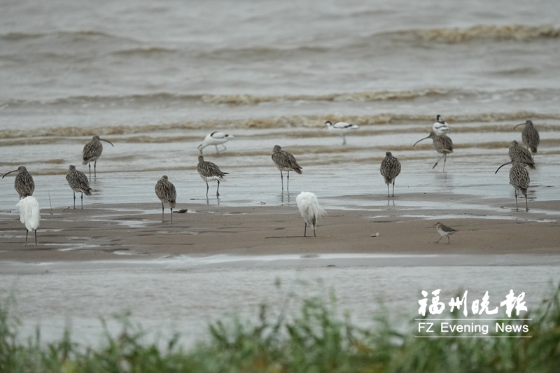 冬候鸟先锋 飞抵闽江河口湿地