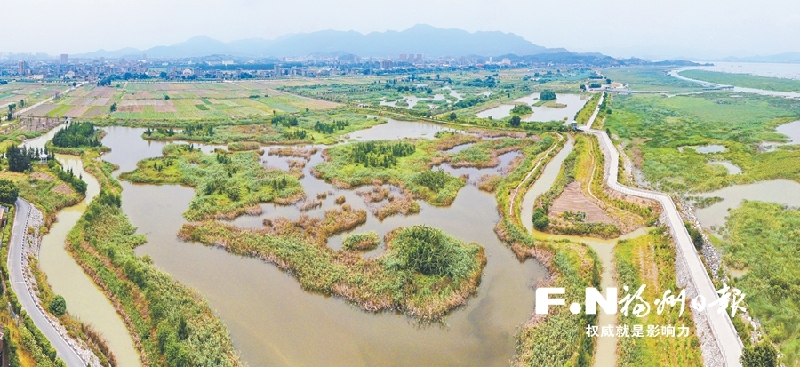 闽江河口湿地系统推进生态保护修复 打造鸟的天堂