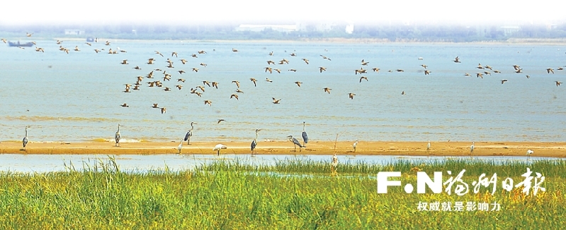 闽江河口湿地系统推进生态保护修复 打造鸟的天堂