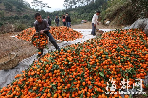 福州市果福橘口感不好 多被菩萨"吃"了