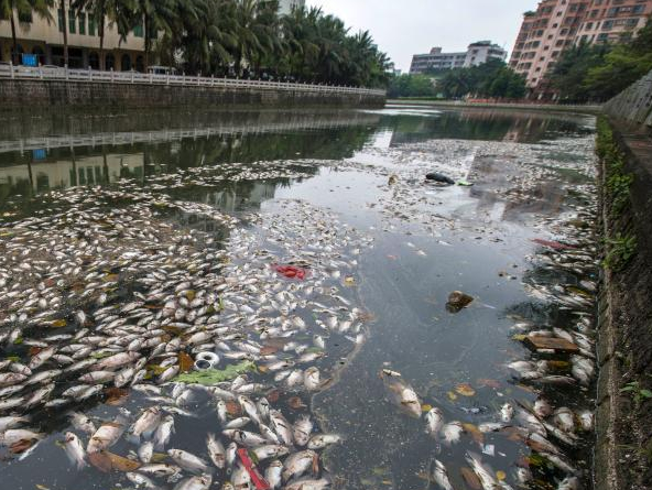 海口美舍河现大面积死鱼 河面蔓延超一公里长