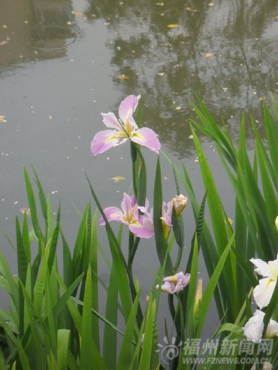 法国国花安家晋安河? “水上花田”其实是翠芦莉