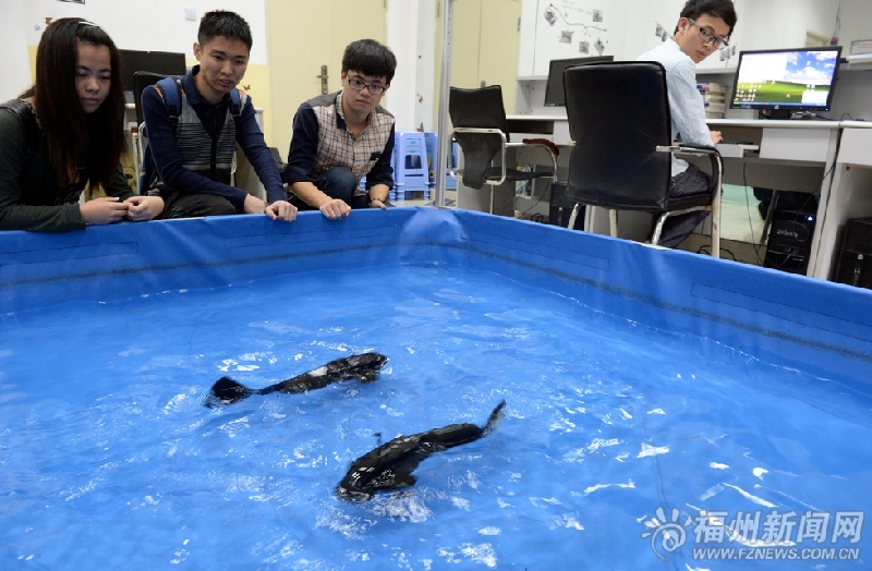 福州大学生制作机器人 能舞能斗能游泳自主控
