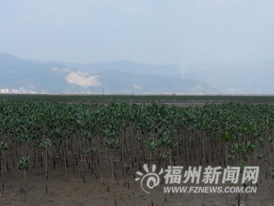 罗源湾互花米草地需治理　特制除草剂派上大用场