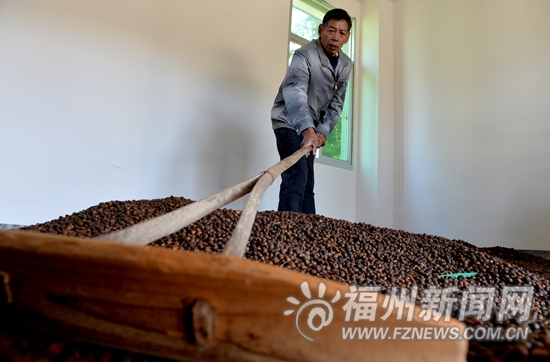 永泰盘洋村四万多斤茶油滞销　晚报搭建公益平台