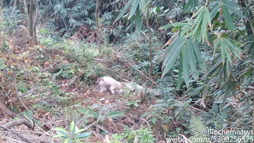 网曝莲芳水库附近出现死猪　网友担心水源被污染