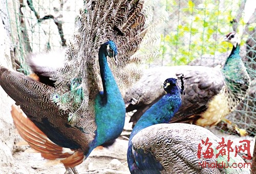福州一小区居民集资建“百鸟园”　养孔雀鹦鹉等