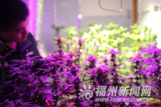 榕海关首次查获室内种植大麻案 共332棵新品大麻