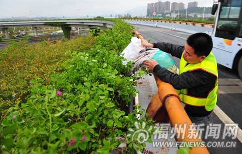 三环11个互通花化绿化　20万株三角梅青运会开花