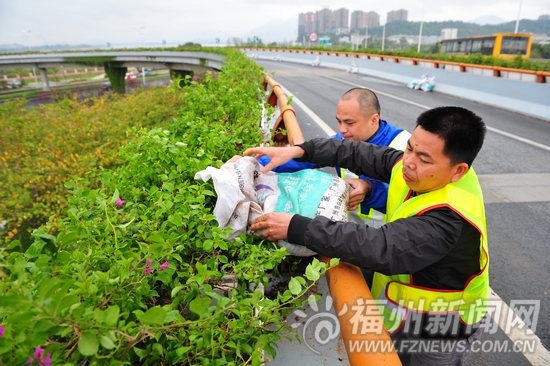 三环沿线打造“空中花廊”　13座互通种植三角梅