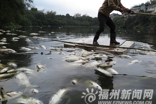 闽侯竹岐一鱼塘数千斤鱼暴死　疑因附近猪粪入水