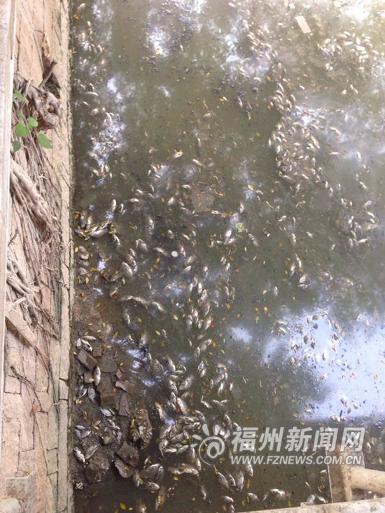 晋安河北段大量罗非鱼死亡　专家：水下氧气不足