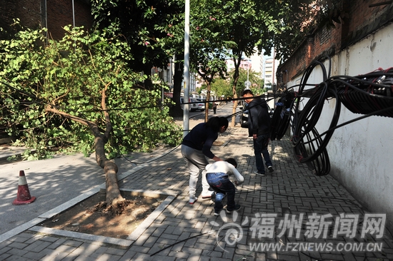 学院前巷行道树倒下扯断光缆堵路　幸无人员伤亡