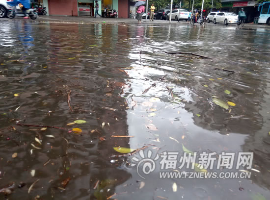 狂风暴雨突袭榕城　多处行道树广告牌路牌被刮倒