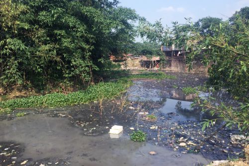 六月初，南井村一内河河道被猪粪填满，河水都流不动