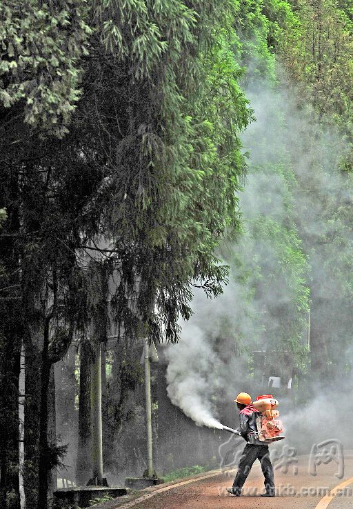 福州最美山路柳杉林遭毛虫侵食　