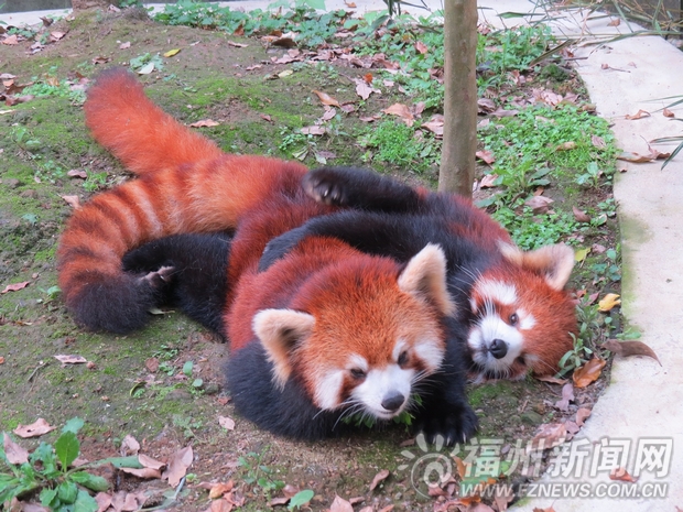 福州赠台小熊猫生下双胞胎 3个月后望与游客见面