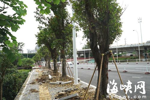 江滨西大道省电视台路段修好后，修路前移走的行道树又移植了回来