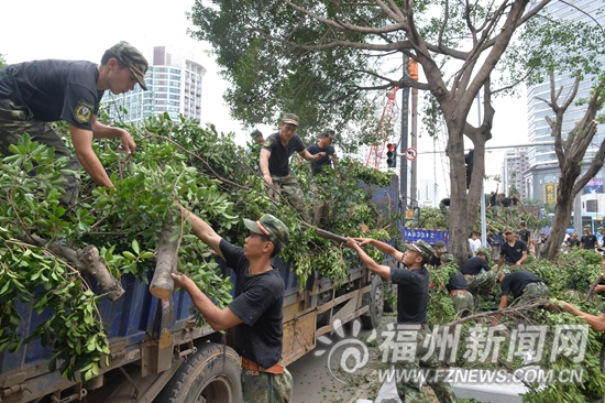 逾3万株受损树木今日处置完毕 四因素致树木倒伏