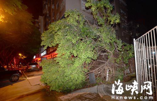 杨桥路口腔医院旁，大树倒了没人处理