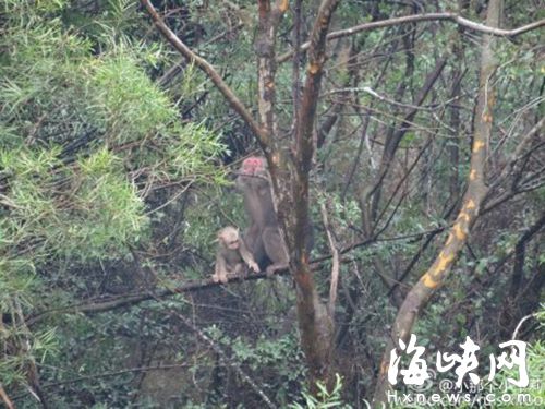 一只大猴带着一只小猴在树上嬉戏