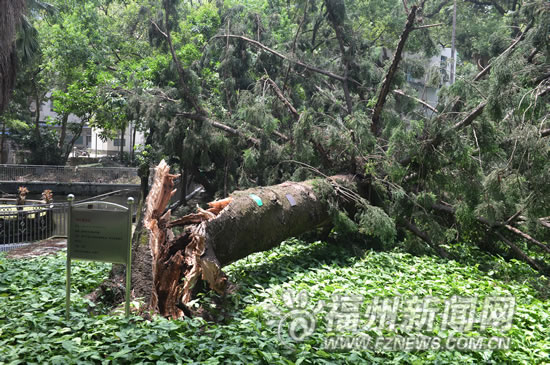 151岁树王大雨中轰然倒下 专家:根部未死将救治