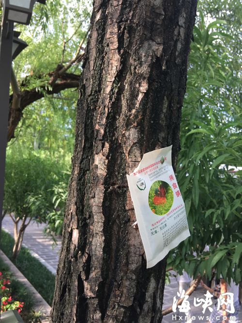 西湖公园大树上，挂着装有捕食螨的纸袋