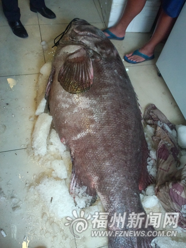 133公斤！超大石斑鱼现身福州 年龄或有50岁(图)