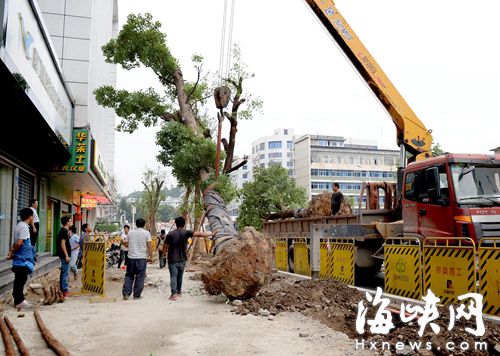 首批13棵樟树，昨运至鼓屏路