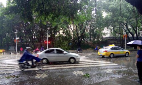 华林路和北大路路口，人行道上一棵榕树被风拦腰吹断，挡住人行道