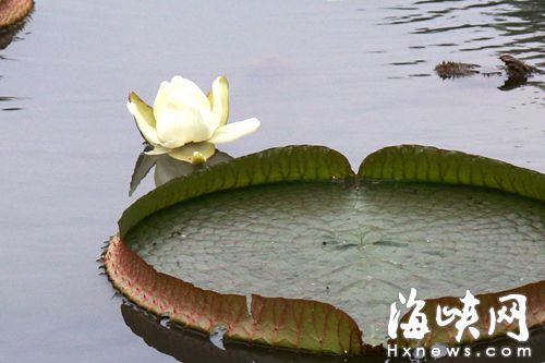 福州茶亭公园王莲秋季开花　一年仅三天时间赏花