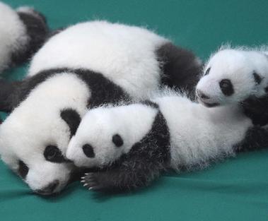 （新华直击）（1）成都：今年新生双胞胎大熊猫集体亮相