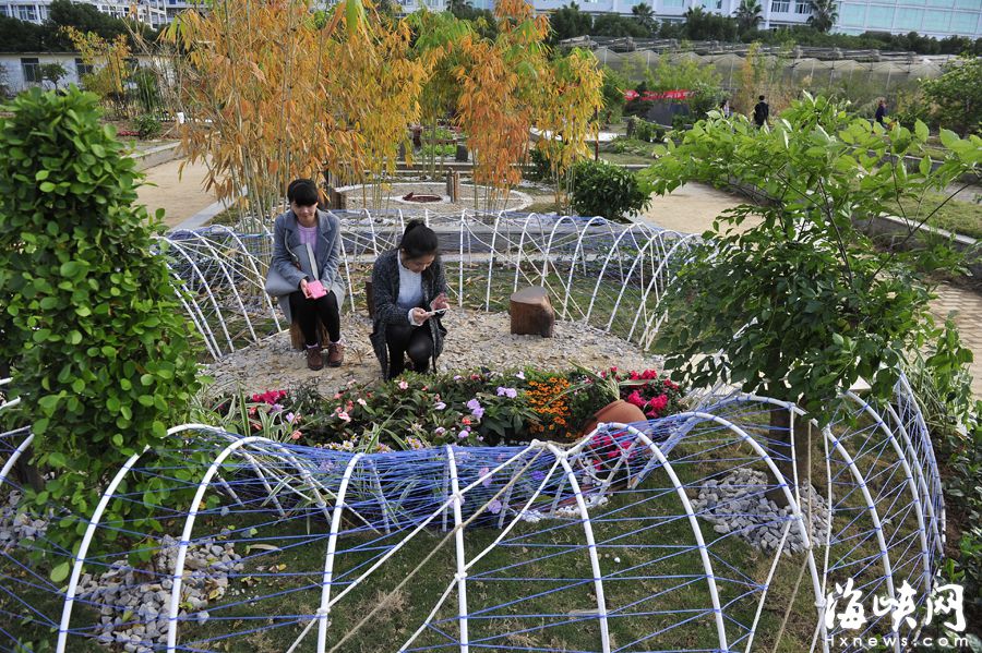 福州大学生三天巧造“微花园”　酒瓶当植物容器