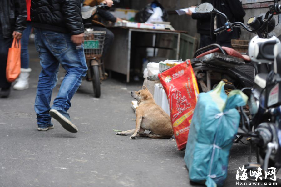 福州排尾棚户区恶犬咬伤七旬翁　狗主人多不拴链