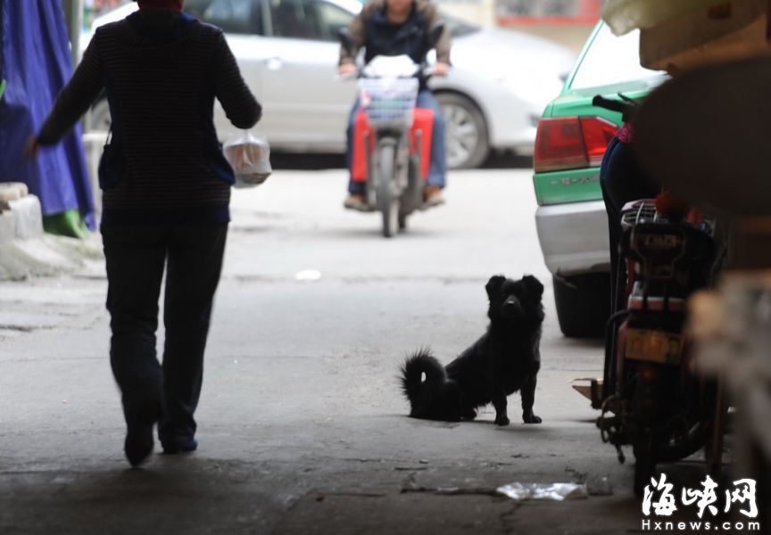 福州排尾棚户区恶犬咬伤七旬翁　狗主人多不拴链