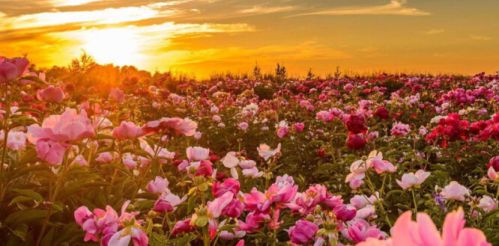 明年春天到永泰赏花海　近百亩大马士革玫瑰盛放