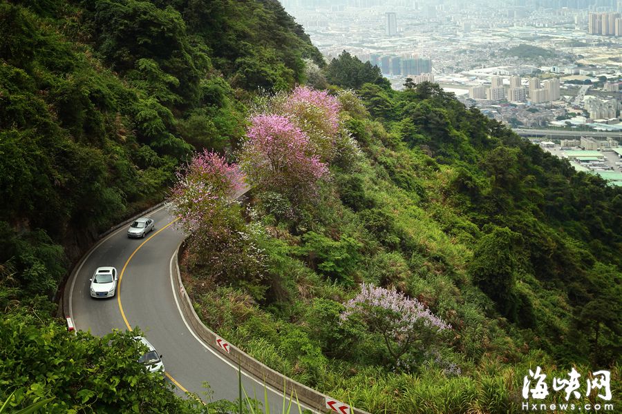 “福州最拉风山路”远离喧嚣　柳杉夹道云雾缭绕