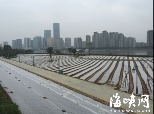 花海公园造榕城最大油菜花田 明年1月将绽放(图)