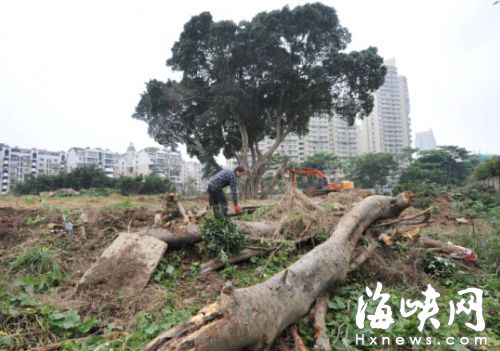 担心古榕遭盗挖居民积极反映　园林部门称经审批