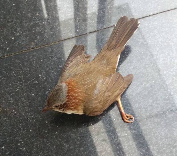 受伤小鸟坠入高新区办公室　热心人助它们返蓝天