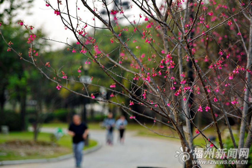 福州进入赏樱季　闽江公园山樱花绽放持续两个月