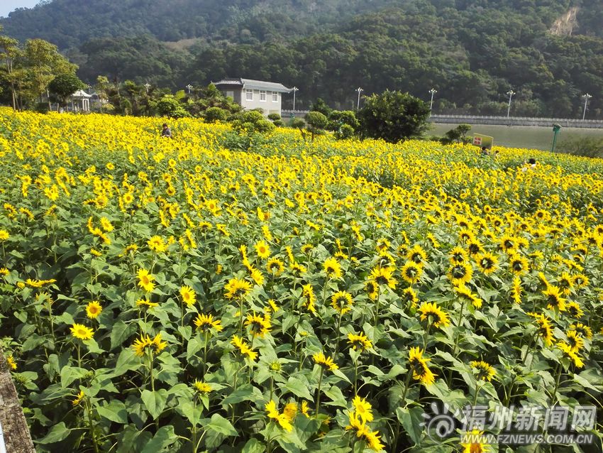 福清龙江公园外滩向日葵盛开　成为一片“花海”
